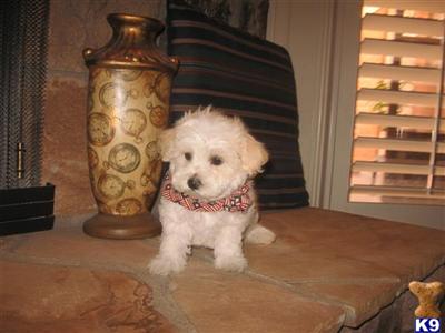 Maltepoo Puppies - FATHERS DAY SPECIAL