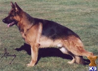 VA1 Sired Puppies