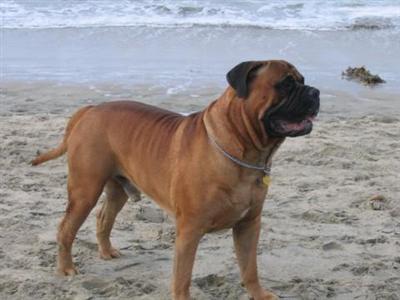 HERCULES