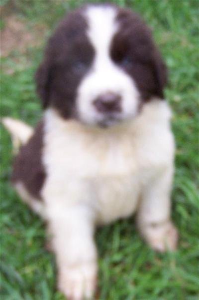 puppies