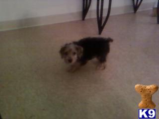 Zoey