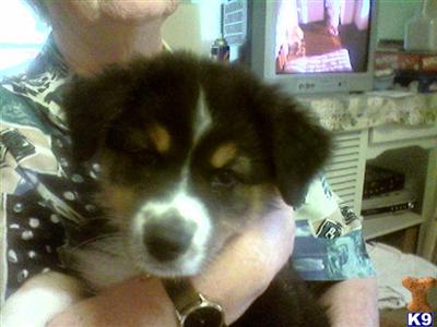 Australian Shepherd puppies for sale