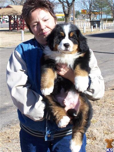 DONT MISS OUT LAST LITTER OUT OF OUTSTANDING BELGIUM BERNESE FEMALE