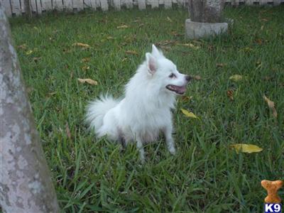 PELUSSA