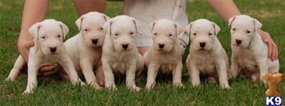 Dogo+argentino+puppies+for+sale+price