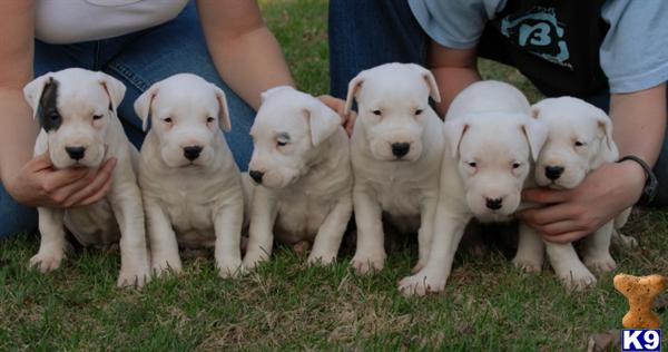 Dogo+argentino+puppies+for+sale+price