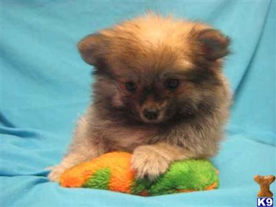 Brody is a cute Pomeranian Male