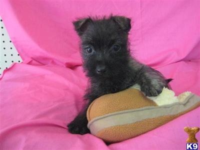 Female Cairn Terrier