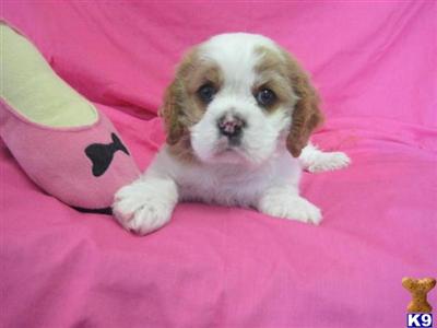 Pucci is a Luxurious Cocker/Cavalier Cross