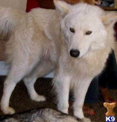 GORGEOUS ALASKAN MALAMUTE WOLF PUPPIES - DELIVERY AVAILABLE