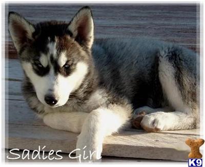 OUR WOLF PUPS ARE THE BEST- WE ARE THE WINNERS