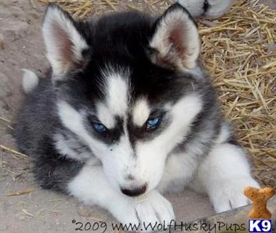GORGEOUS BLACK AND WHITE BLUE EYED HYBRIDS