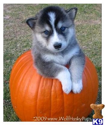 HAPPY HALLOWEEN FROM WOLF HUSKY PUPS