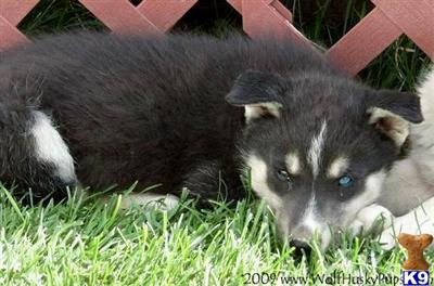 JAFARI - BI EYED WOLF HYBRID