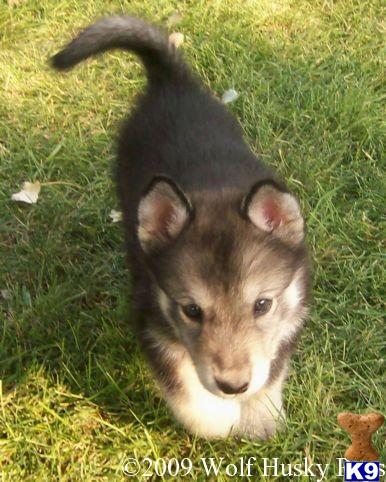 GORGEOUS LAYLA - WOLF PUPPY FOR SALE