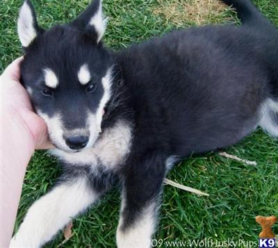 RAVEN- GORGEOUS ALASKAN MALAMUTE HYBRID PUPPY