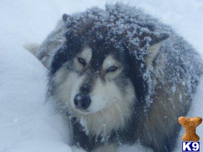 VERY LARGE WOLF MALE FOR ADOPTION - LOVING AND BEAUTIFUL