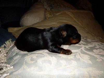 Tiny Irish Yorkies  Champion Lines  Internationally Registered  