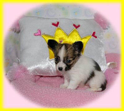 BELLA -- our tiniest Papi Girl