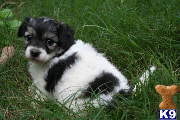 Chinese Crested Hairless and Powderpuffs