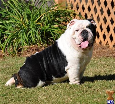 Angus