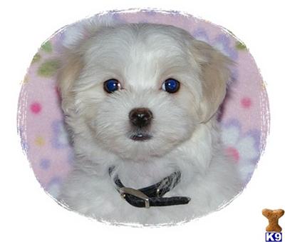 AKC Lexie  -Thanksgiving Special Nov. 14th-26th  Price Includes Delivery or $300 Off if Picking-Up