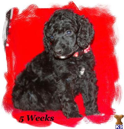 AKC Standard Poodle Female Akira - Available November 21st