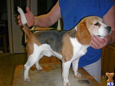 CH Applegates Dino of Sundownacres