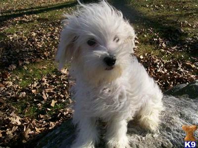 Maltese Puppies Available