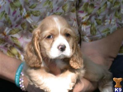 A.K.C. COCKER SPANIEL PUPPIES
