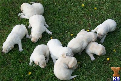 Labrador puppies for sale.