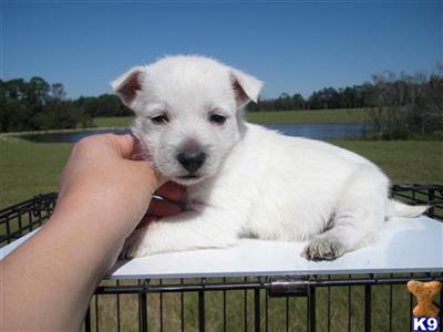 AKC Westie Babies