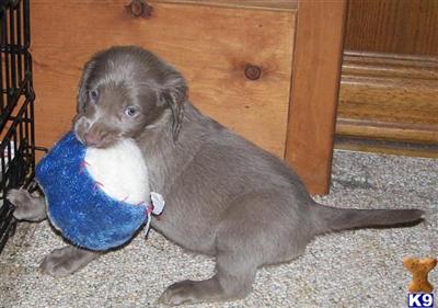 AKC LONG HAIR WEIM PUPPIES