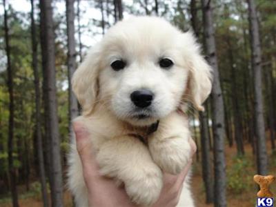 English Cream Brown Blue Gril
