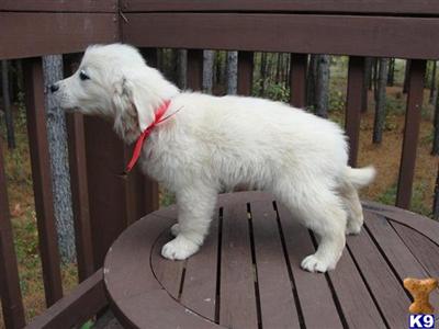English Cream Red Girl