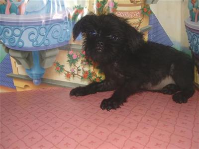 AFFENPINSCHER   500 SHIPPING INCLUDED 