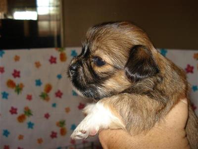 Lhasa Apso puppies