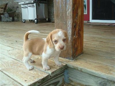 beagle