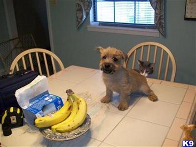 AKC Norwich Terrier Puppies