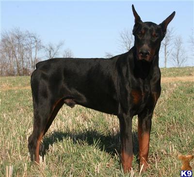 EARS CROPPED Superior Champion Work  Show Hoytt Euro