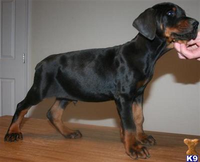 100 Champion Euros HUGE Size Protection Canines