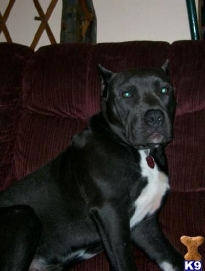 Blue Zeus