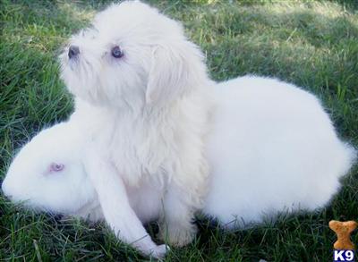 Whats in Your Pets Food?  Isit Safe Enough for You to Eat?