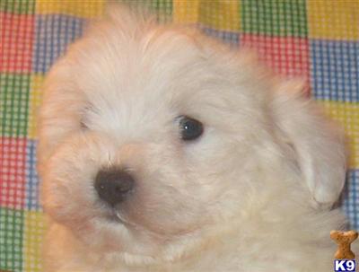 Gorgeous Hypoallergenic Puppies Family and Holistically Raised