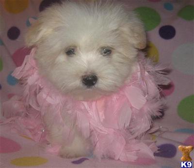 Holistically Raised Puppies Happy and Healthy