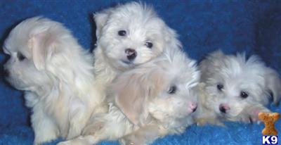 Free Learn How to keep Your Pet Healthy or Get Them That Way