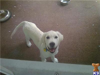 AKC golden retriever / cream colored puppy