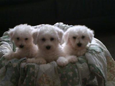 AKC Bichon Frises - HOME RAISED 