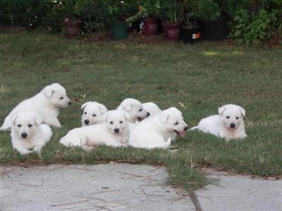 White German Shepherd Puppies 