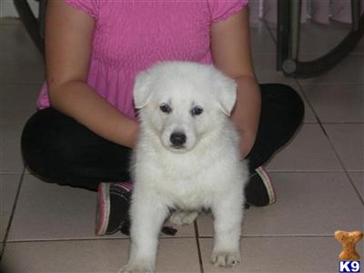 AKC Ch Grd Sired  White german shepherd
